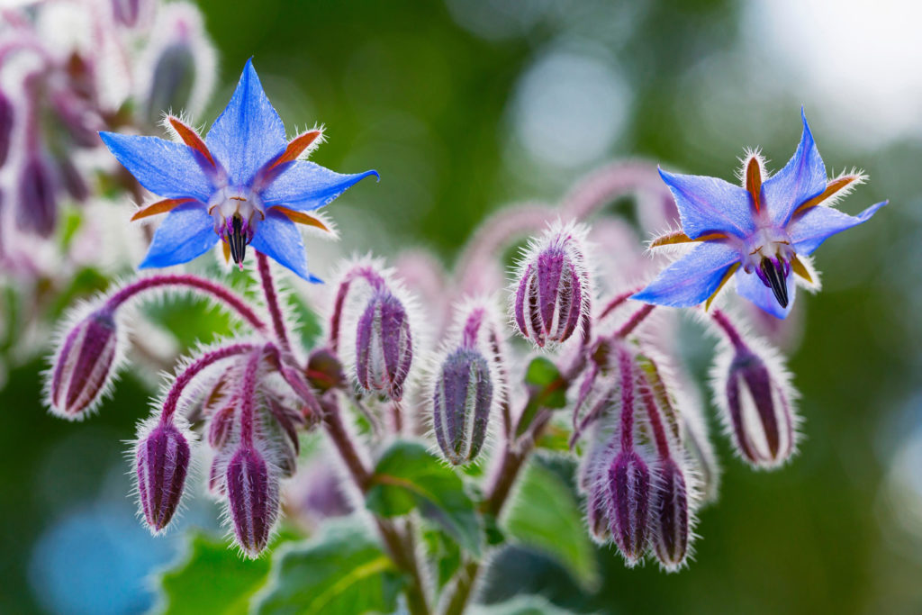 bourrache-officinale-utilisations