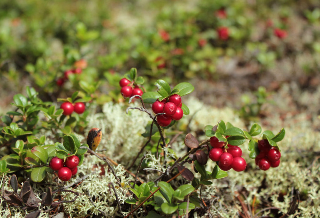 busserole-phytotherapie