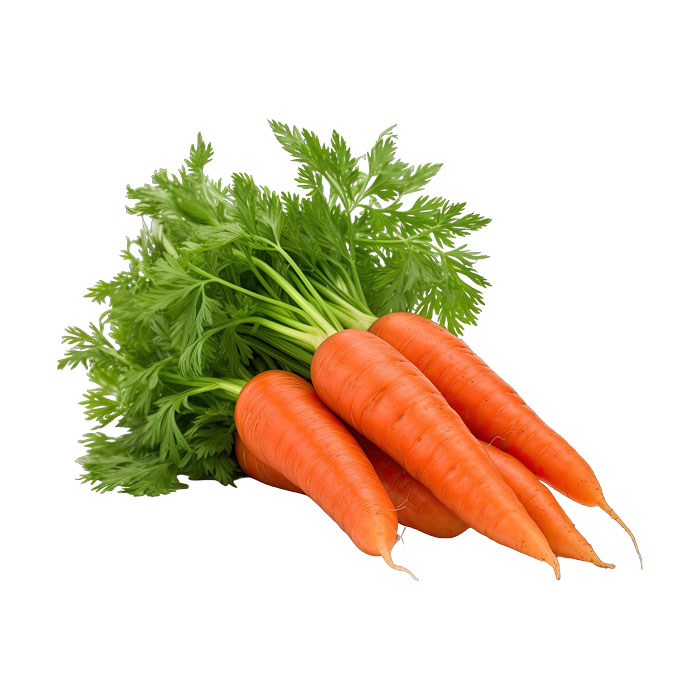 La carotte : bienfaits santé, apports nutritionnels, idées recettes et  temps de cuisson - Doctissimo