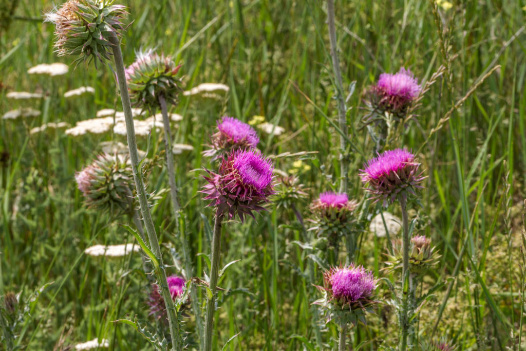 chardon-marie-phytotherapie