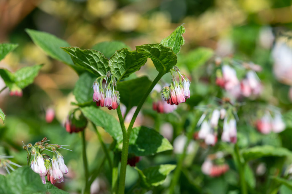 consoude-phytotherapie