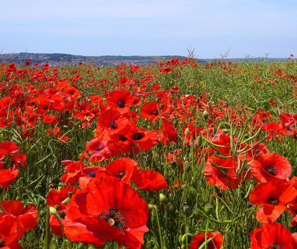 coquelicot