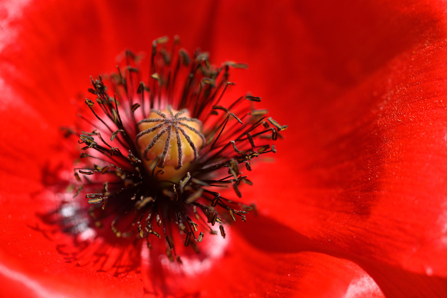 coquelicot-caracteristiques