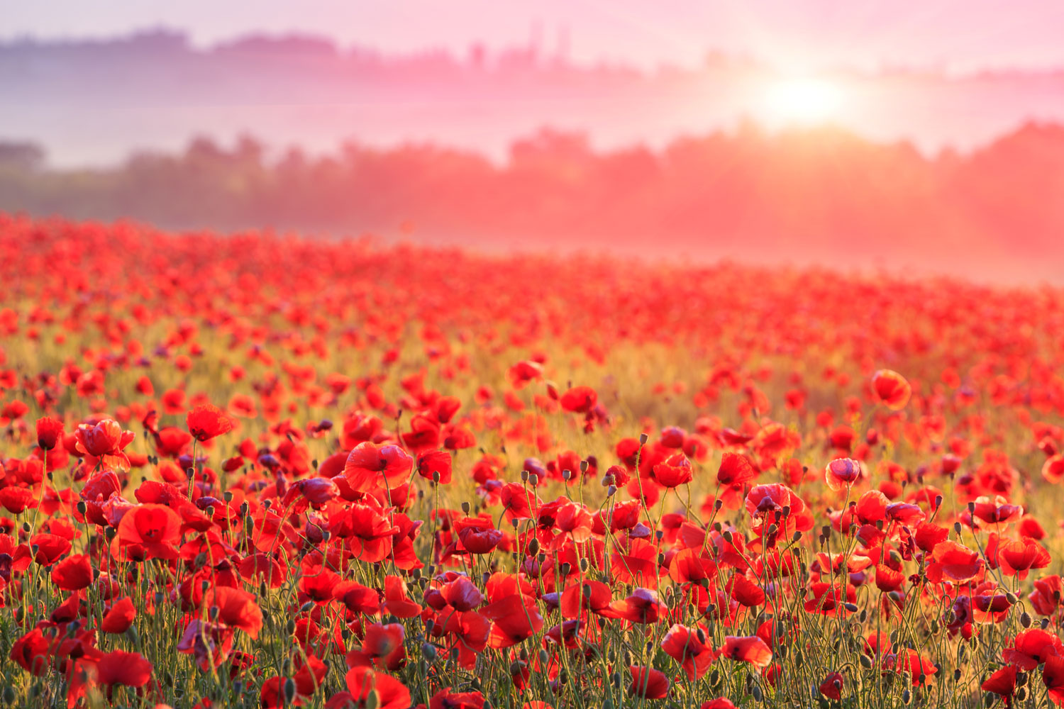 coquelicot-phytotherapie