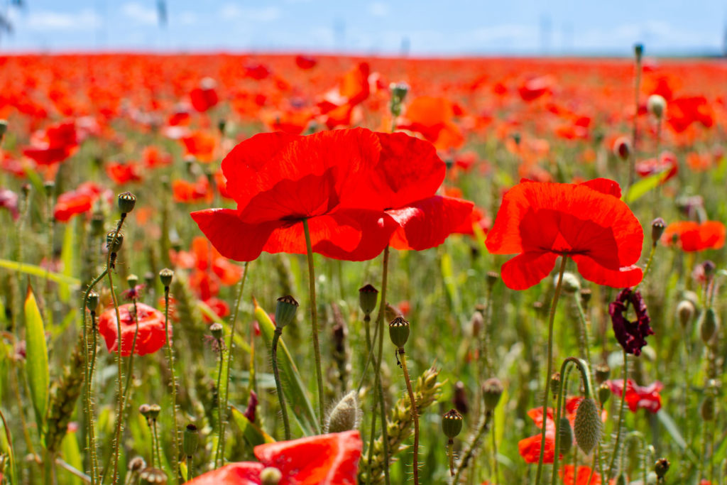 coquelicot-utilisations