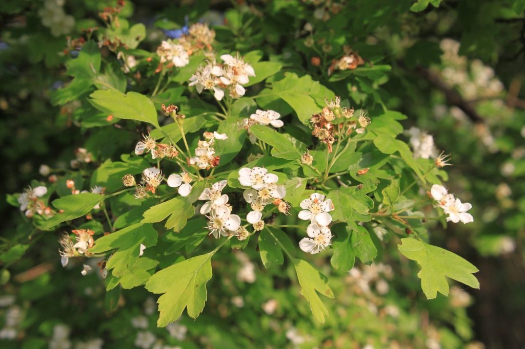 crataegus