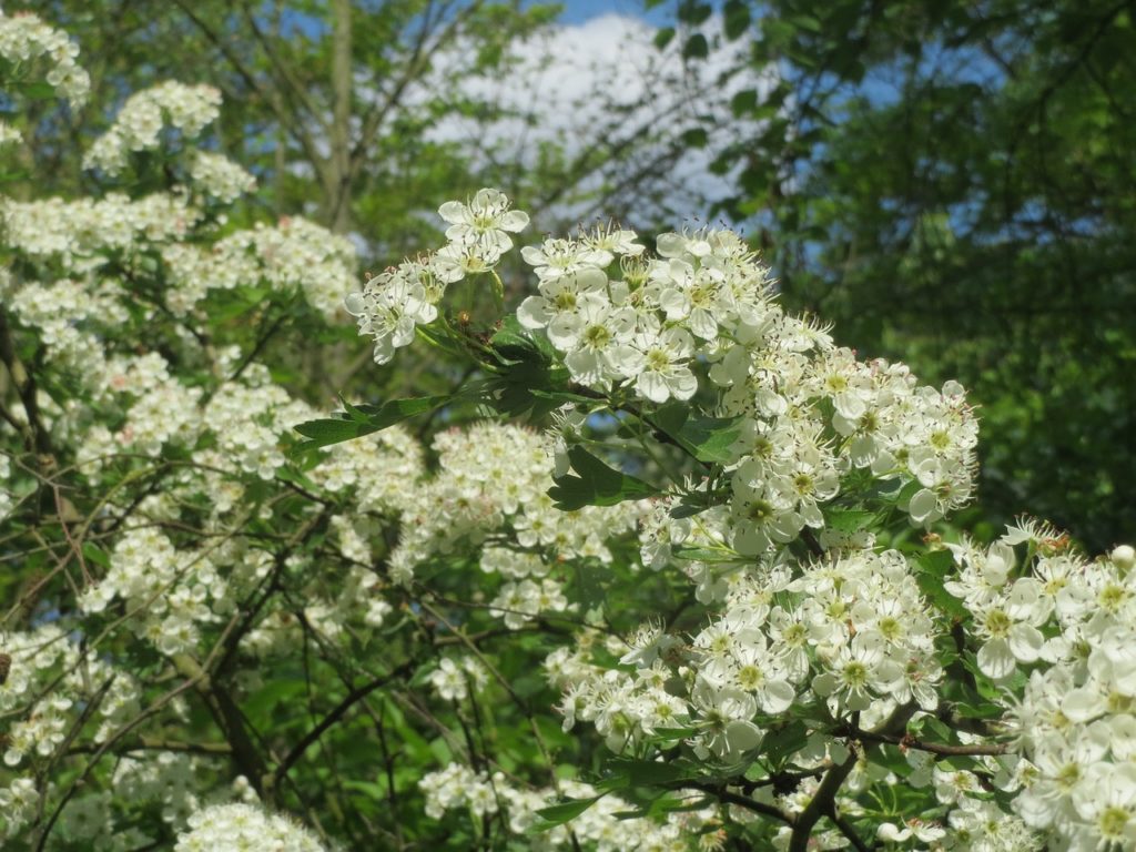 crataegus monogyna