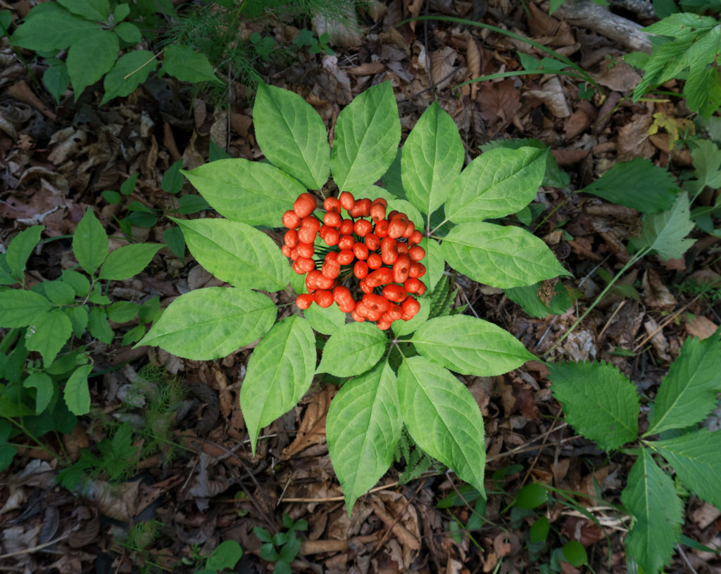 ginseng-caracteristiques