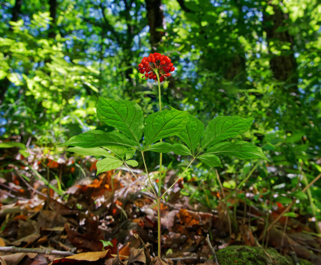 ginseng-utilisations