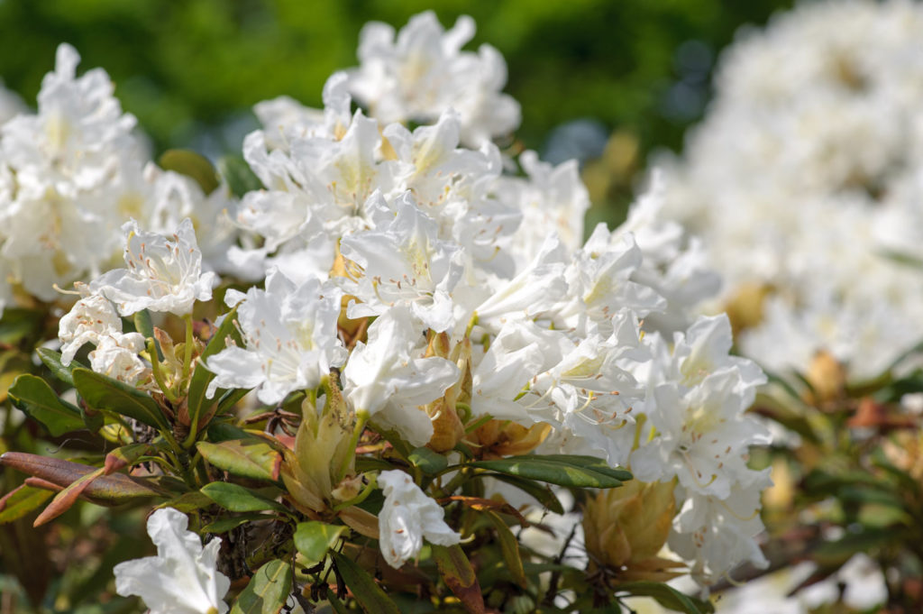 ledon-du-groenland-phytotherapie