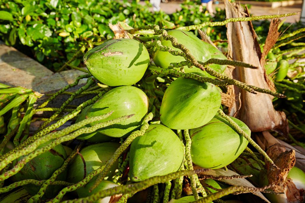 noix-de-coco-caracteristiques