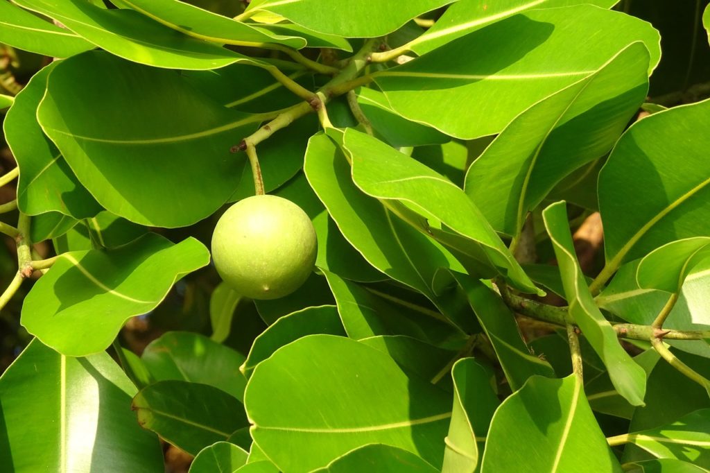 Calophyllum-inophyllum