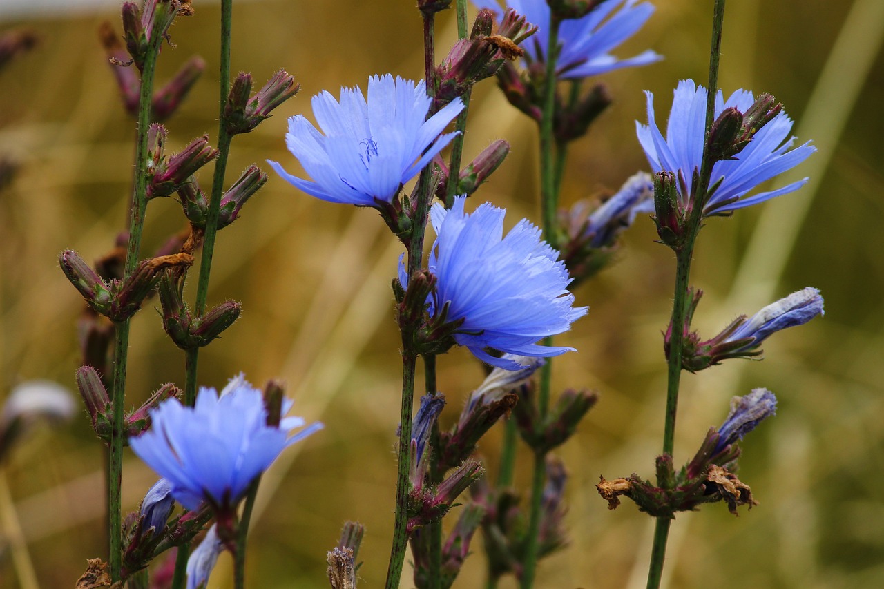 Cichorium-intybus