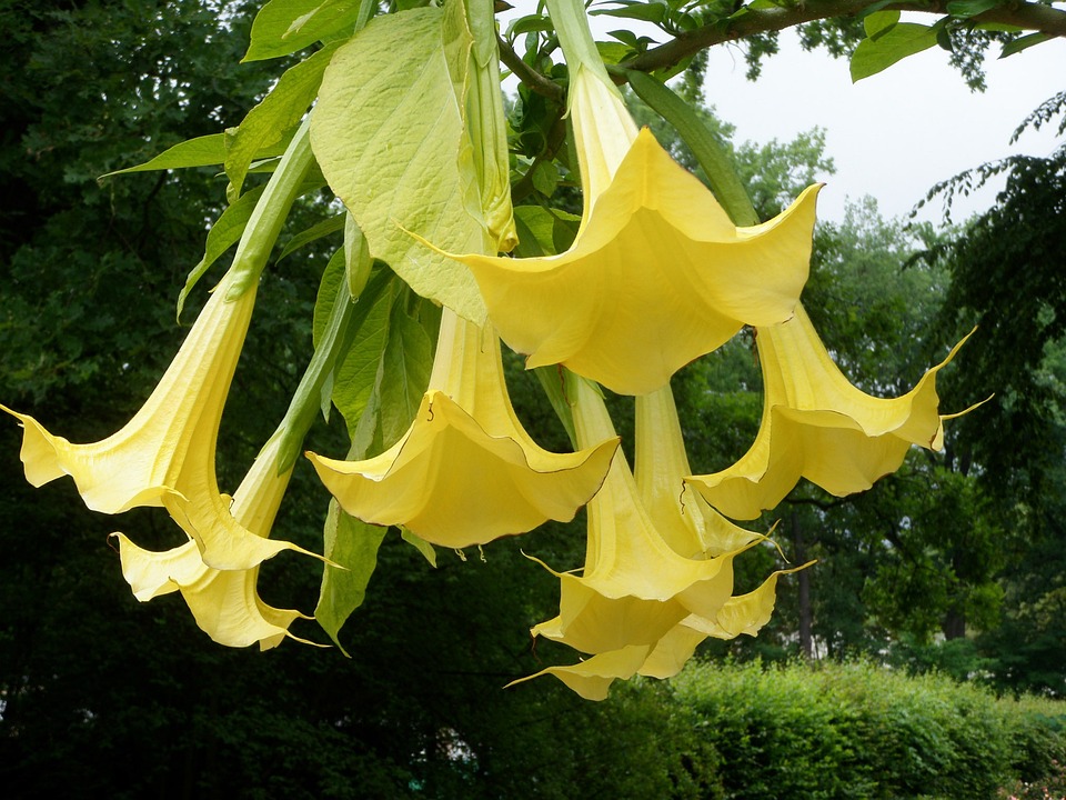 Datura 