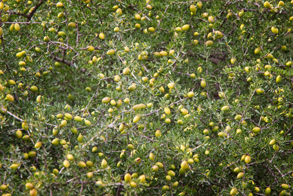 argan-caracteristiques