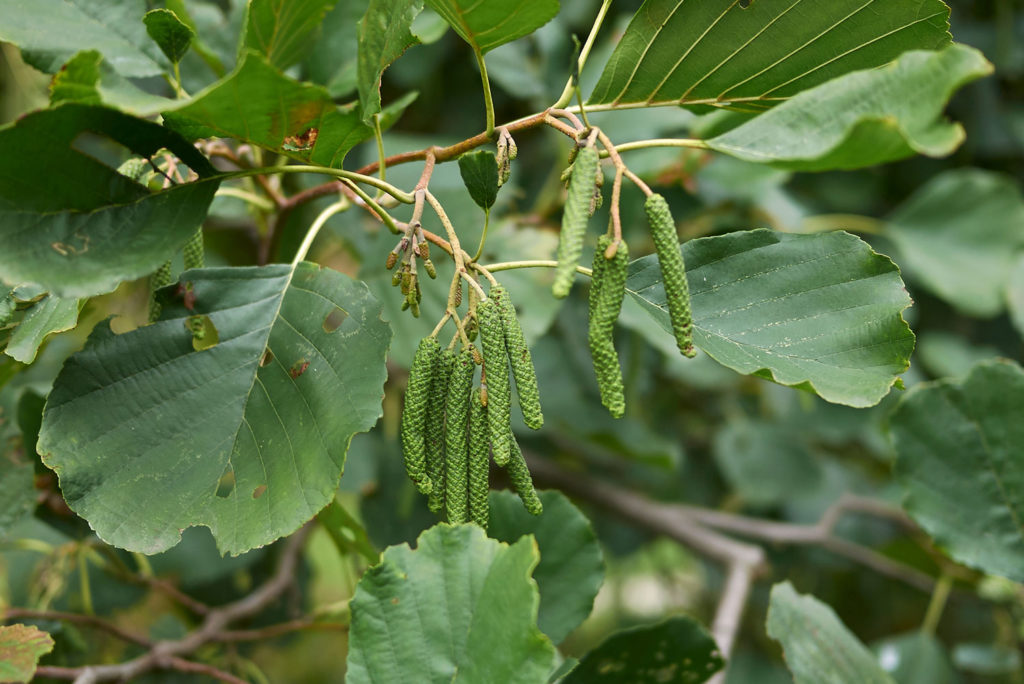 aulne-glutineux-phytotherapie