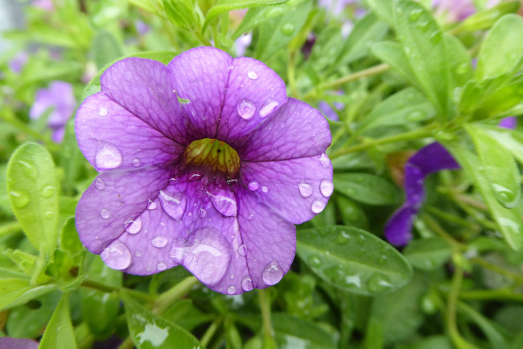 bacopa-caracteristiques