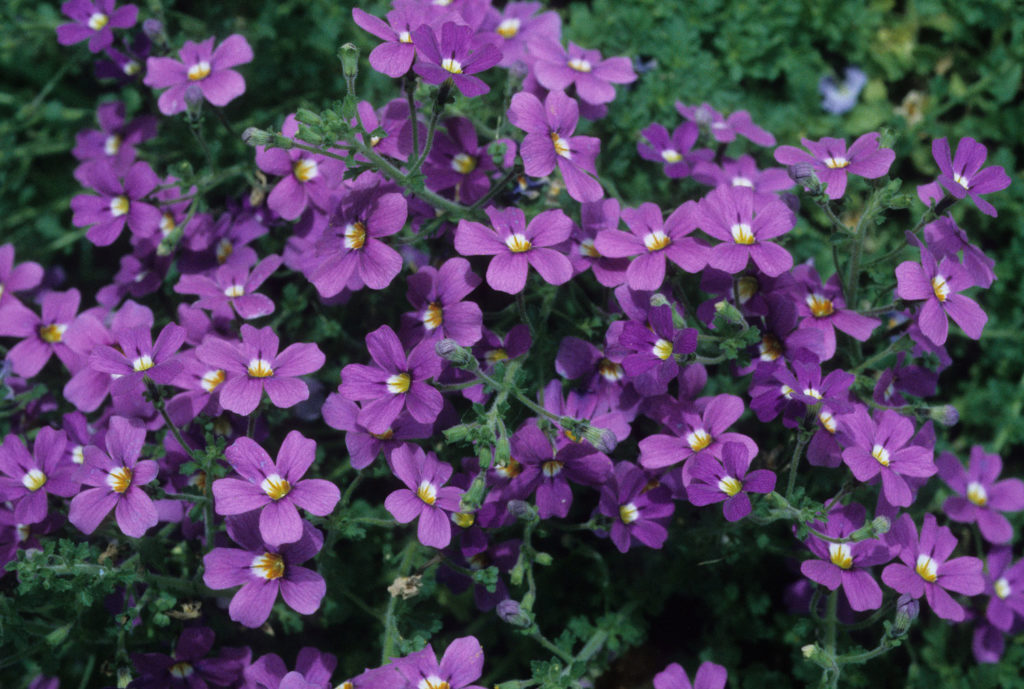 bacopa-phytotherapie