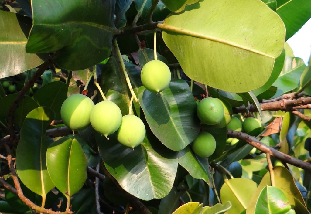 Calophyllum-inophyllum