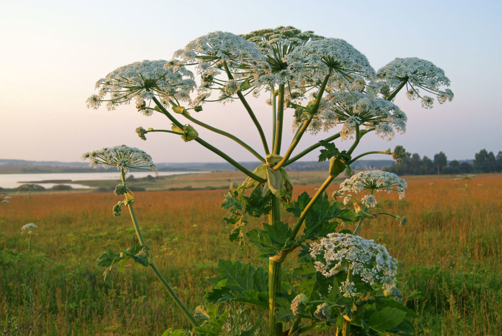 berce-phytotherapie