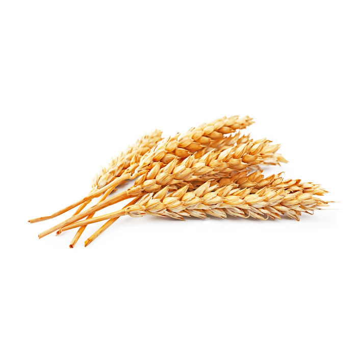 Quelles sont les vertus du germe de blé ?