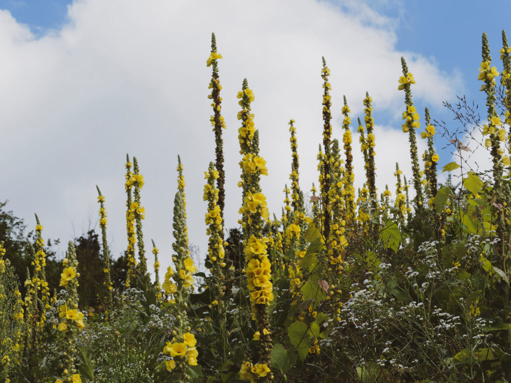 bouillon-blanc-phytotherapie