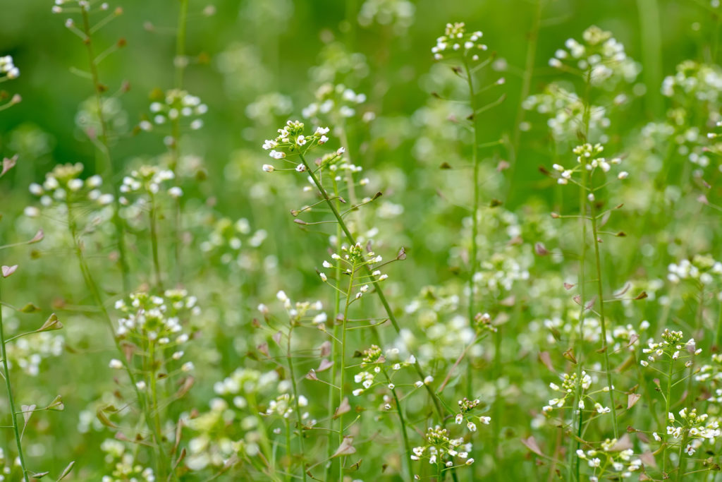 bourse-a-pasteur-phytotherapie