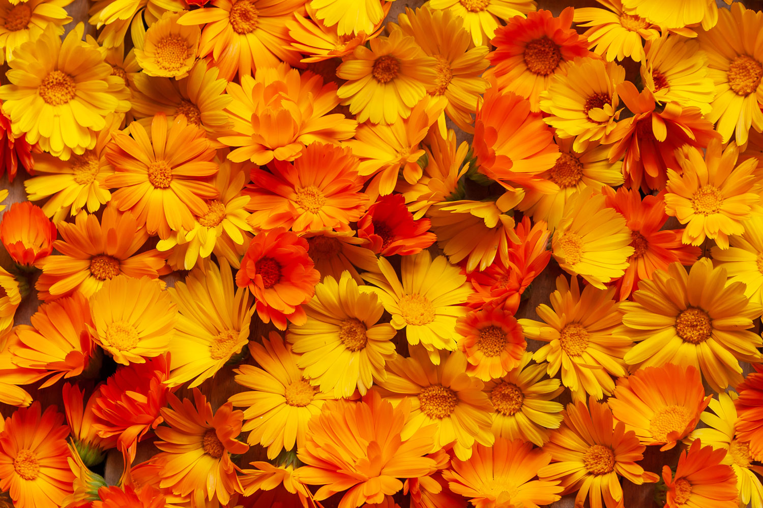 calendula-phytotherapie