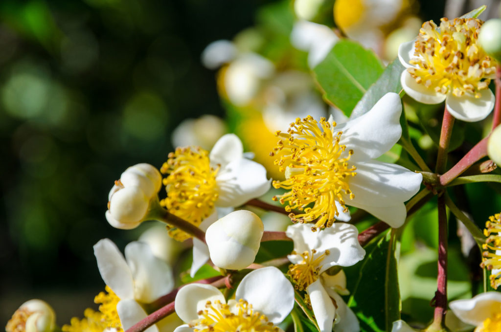 calophylle-caracteristiques