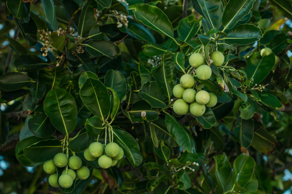 calophylle-phytotherapie