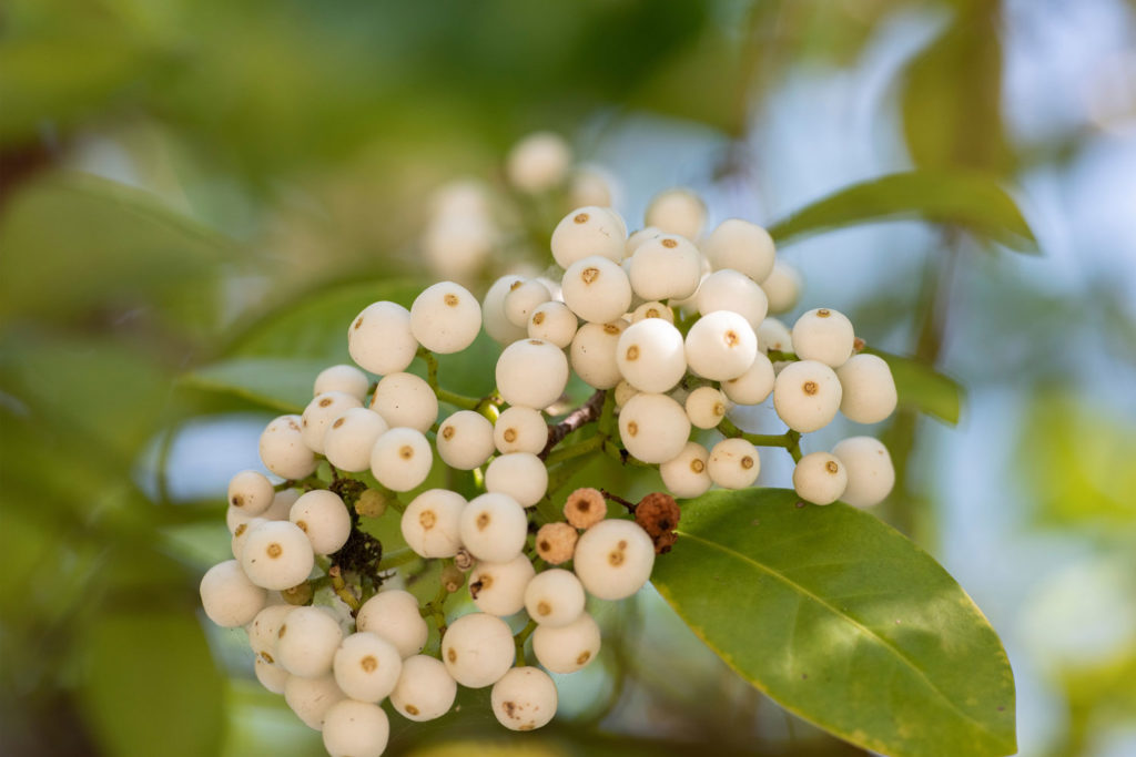 calophylle-utilisations