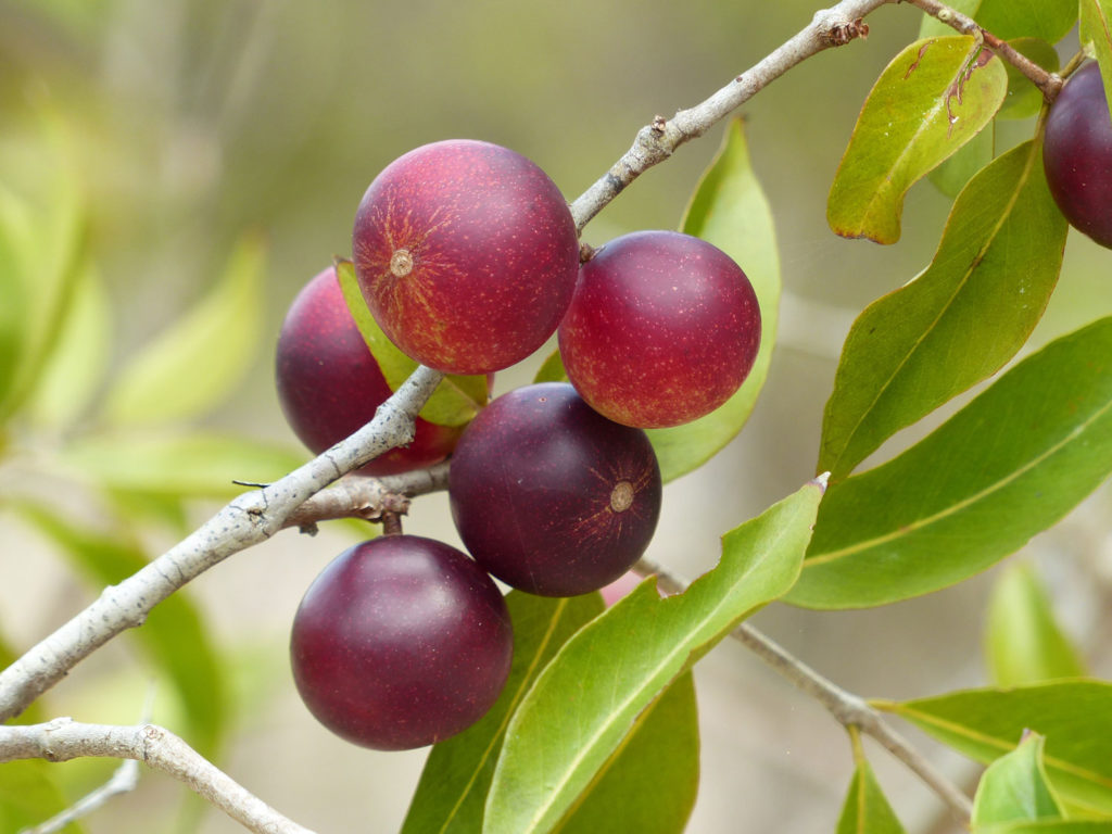 camu-camu-caracteristiques