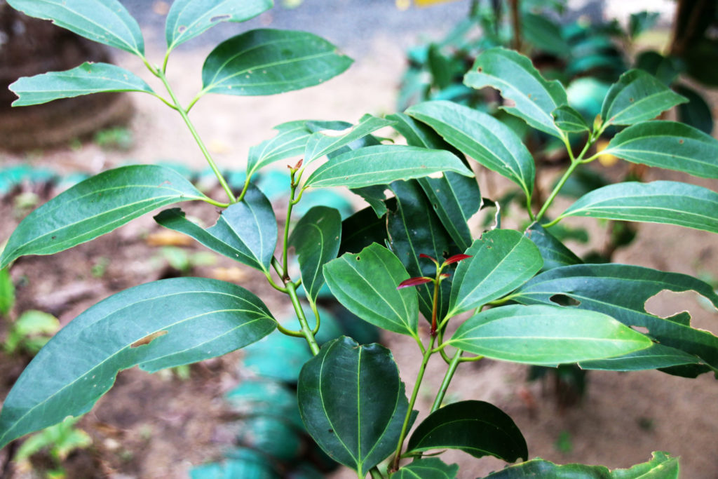 cannelle-de-ceylan-phytotherapie