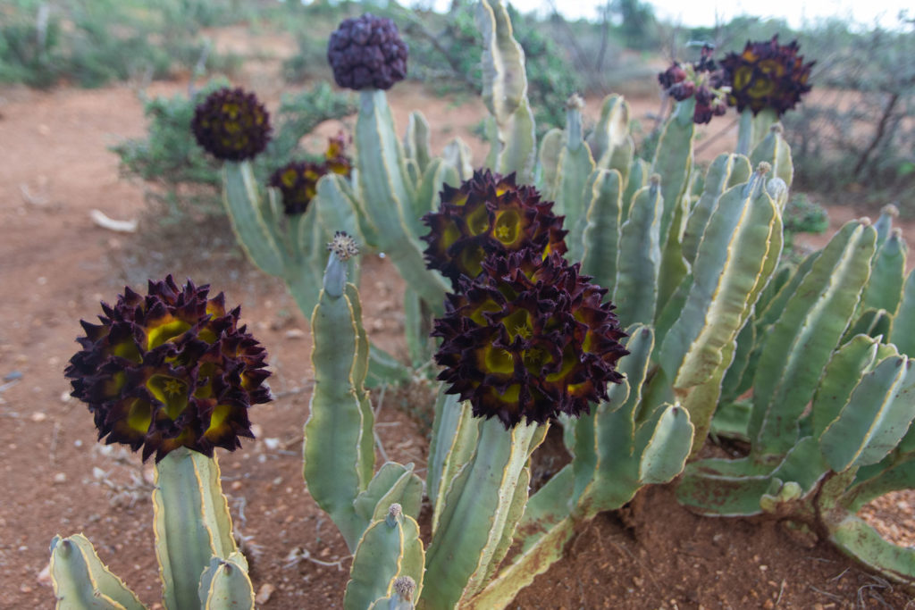 caralluma-phytotherapie