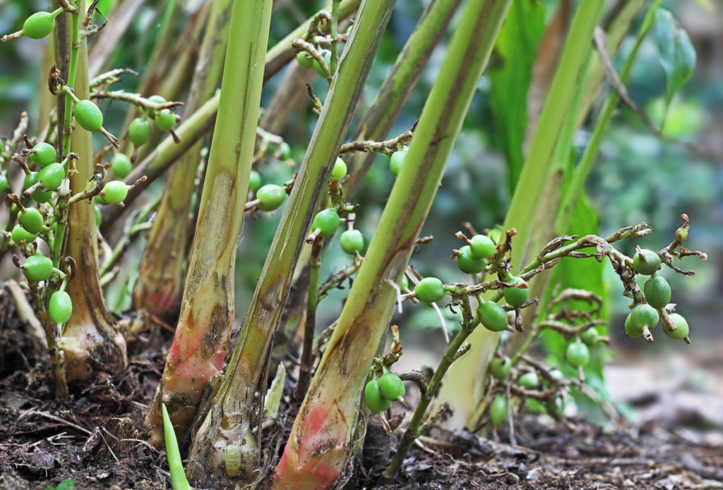 cardamome-caracteristiques