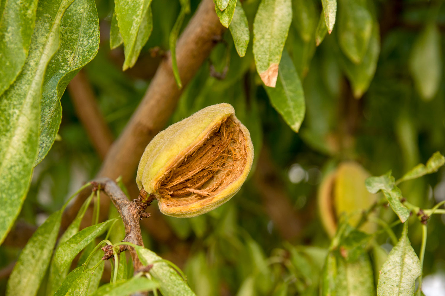 cascara-caracteristiques