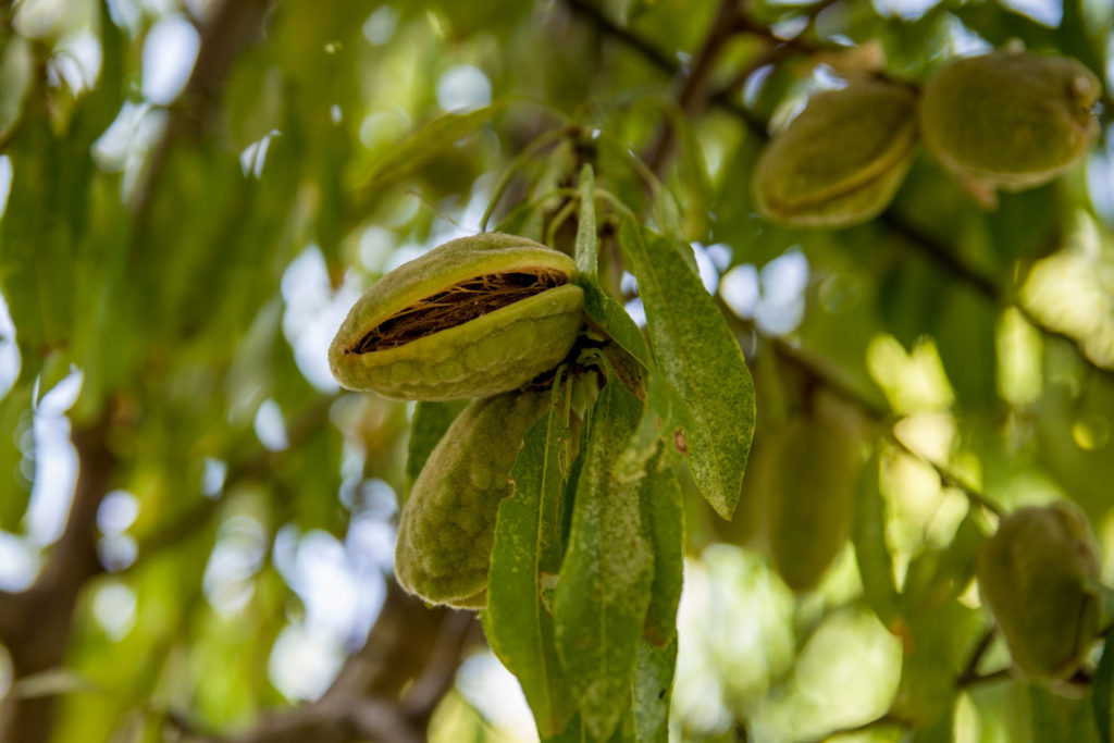 cascara-phytotherapie