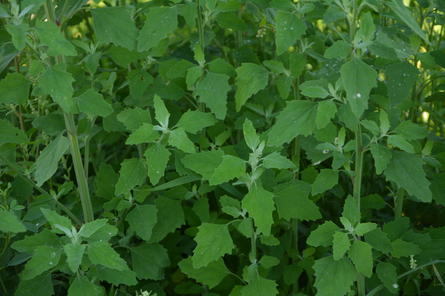 chenopode-phytotherapie