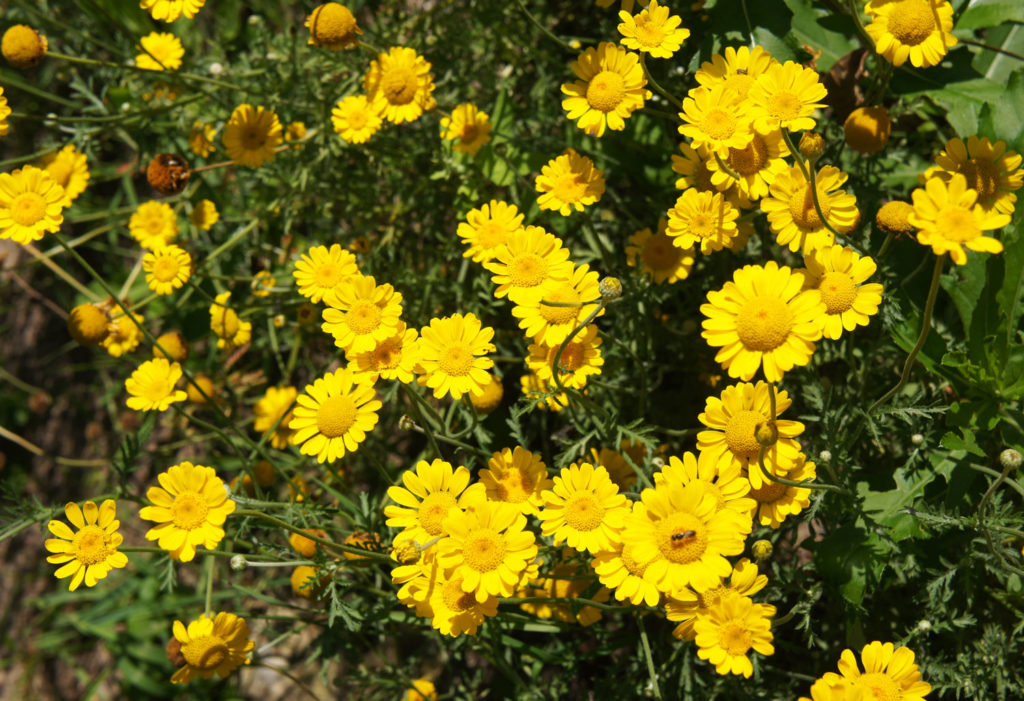 chrysanthellum-phytotherapie