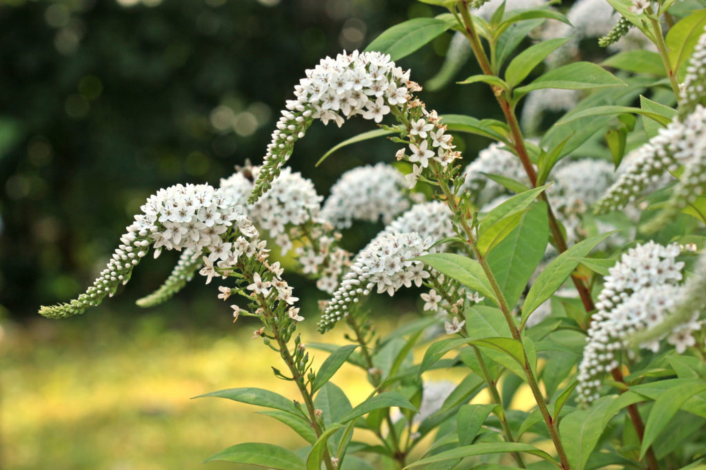 cimicifuga-phytotherapie