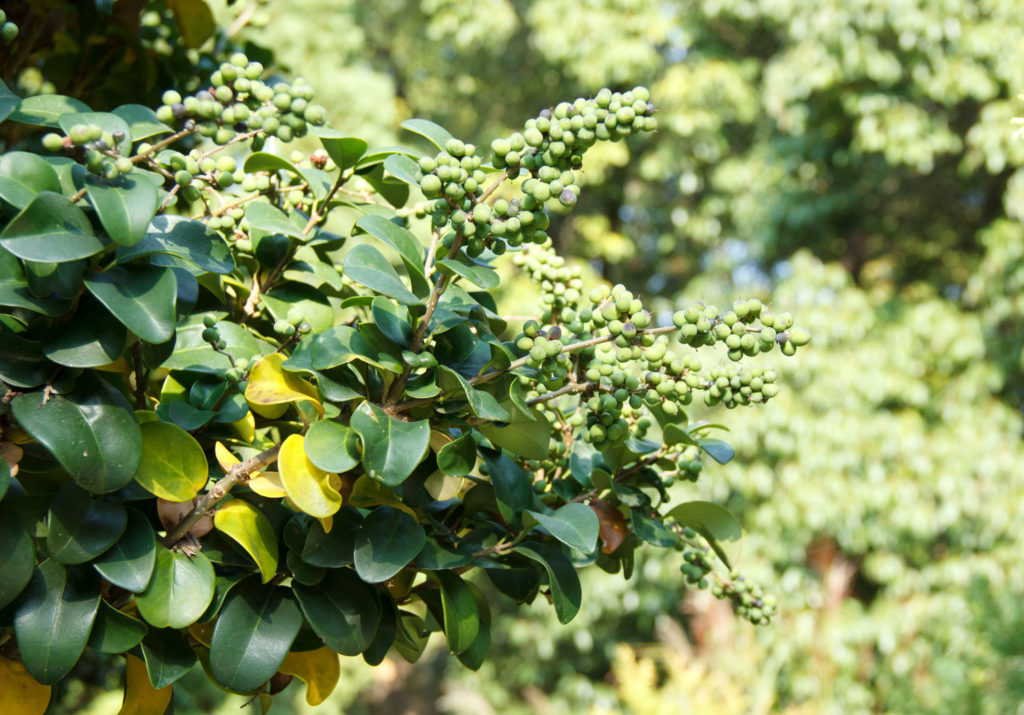 commiphora-mukul-phytotherapie