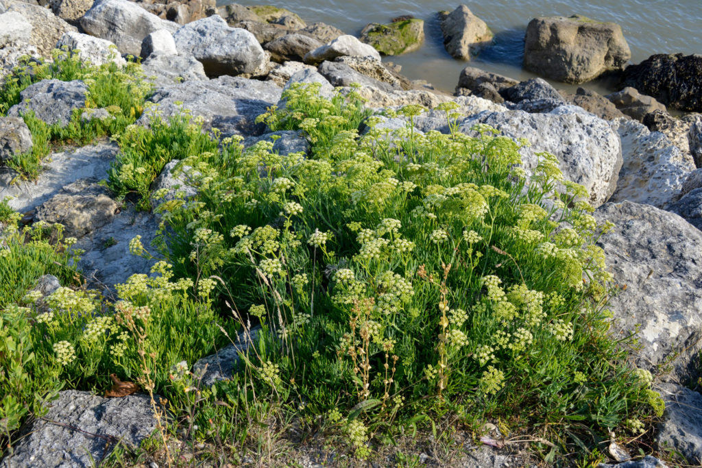 criste-marine-phytotherapie