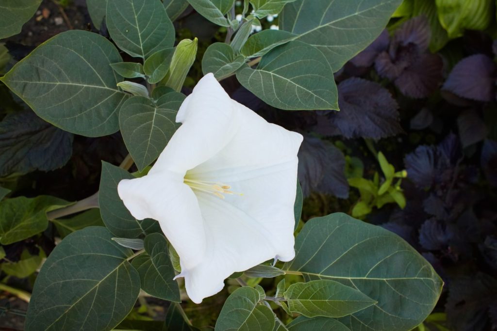 datura-utilisations