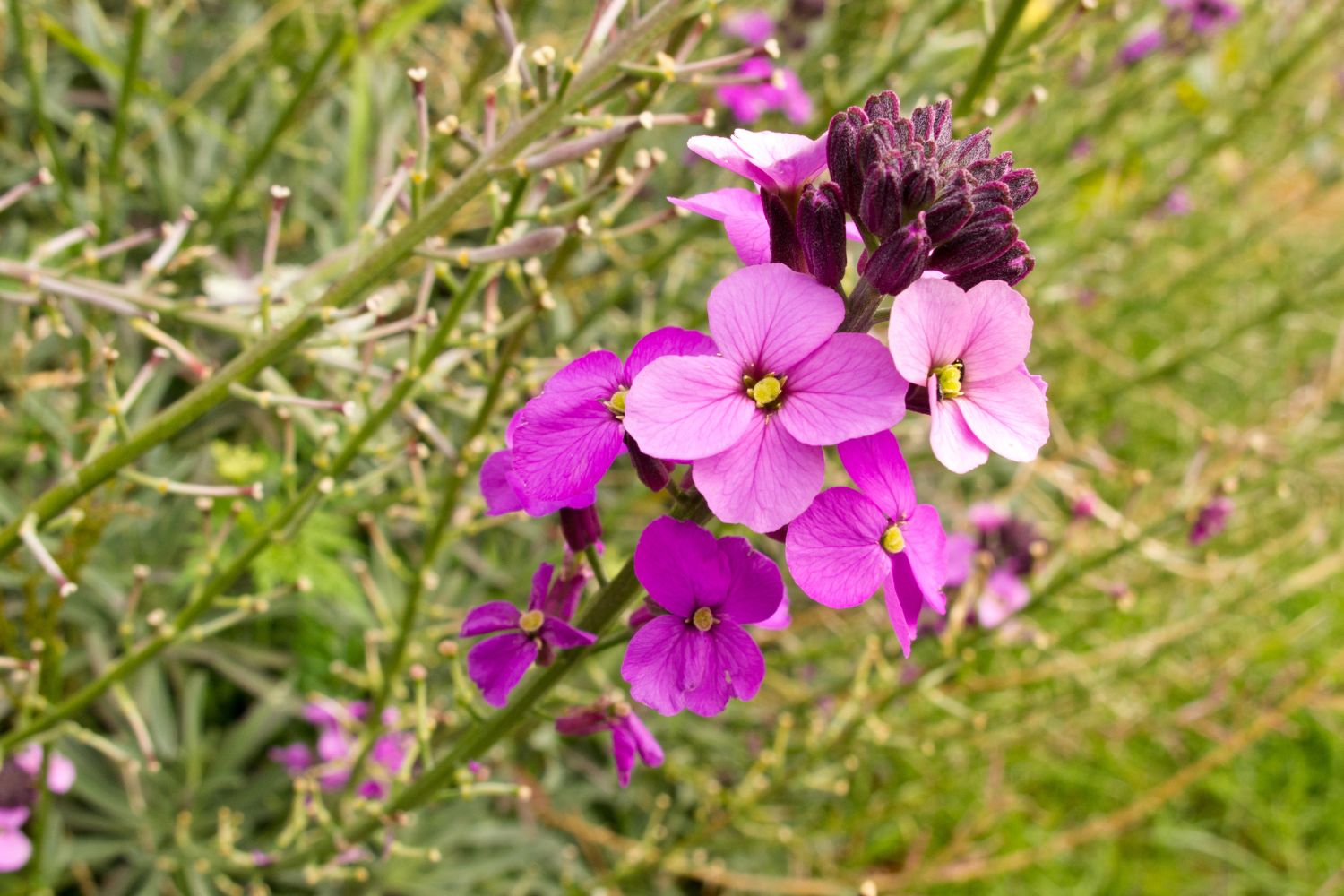 erysimum-caracteristiques