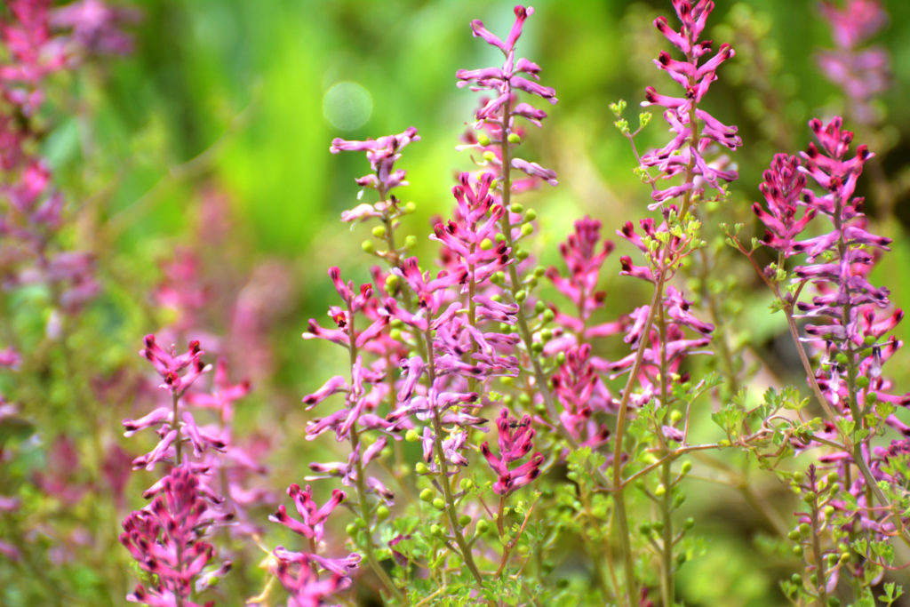 fumeterre-phytotherapie