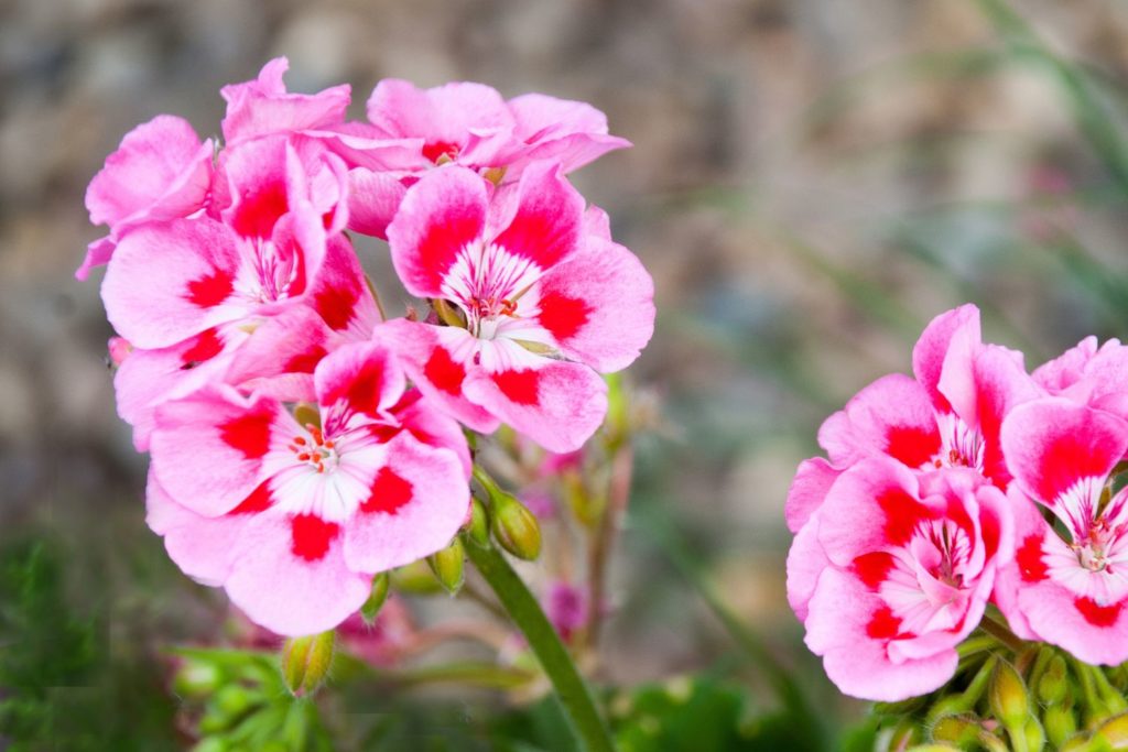 geranium-herbe-a-robert-caracteristiques