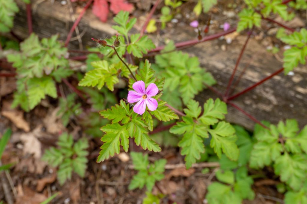 geranium-herbe-a-robert-phythotherapie