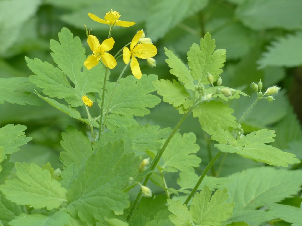 celandine