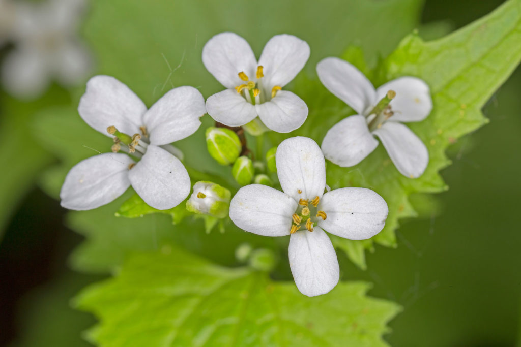 herbe-a-ail-caracteristiques