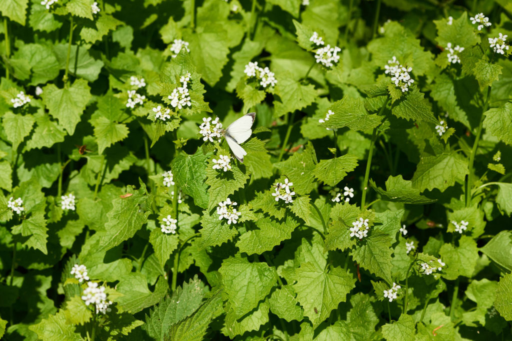 herbe-a-ail-phytotherapie